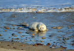 Atlantic Grey Seal