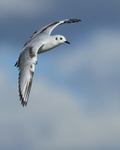 Bonaparte's Gull flying over Farmoor Reservoir