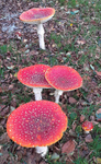 Fly Agaric