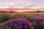 Beautiful clouds over a misty morning in the New Forest