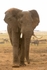 _M7B0110 Amboseli