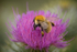 Frear-Bumble-Bee