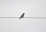 European Roller