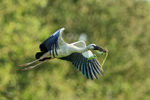 Flying Asian Openbill carrying foliage, Gao Giong, Vietnam