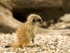 Meerkat baby