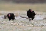 Turkey Vulture walking on grass, Volunteer Point, Falklands