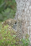 Leopard sharpening claws - Timbavati, SA