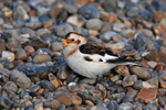 Snow Bunting