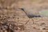 Sunbittern, Porto Jofre, Brazil