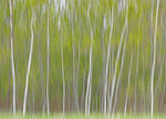 A25