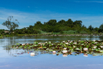 Hatchet Moor Lilies