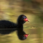Moorhen Chick