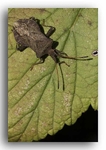 5022  Dock Bug (Coreus Marginatus)