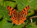 Comma