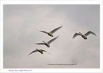 Whooper  Swans