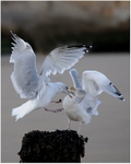 Territorial Squabble