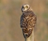 Short Eared Owl