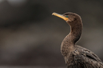 Neotropic Cormorant side-on portrait, Chile