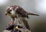 Peregrine 1