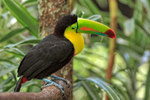 Keel-billed Toucan, Costa Rica