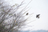 9th February Taking Flight