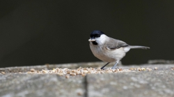 Marsh Tit 1