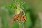 Large Skipper