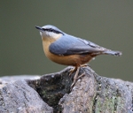 Nuthatch