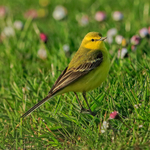 Yellow Wagtail, Farmoor Reservoir, Oxfordshire