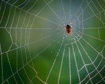 Spider and Misty Web