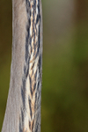 Great Blue Heron neck feathers, Viera Wetlands, Florida