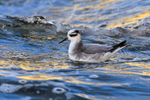 Grey Phalarope portfolio