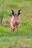 Brown Hare running straight towards the camera