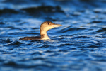 Great Northern Diver (juvenile) riding the waves at Farmoor Reservoir