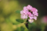 Verbena