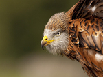RED KITE 19
