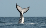 Humpback whale