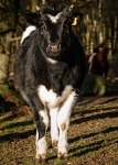 Cattle (04)