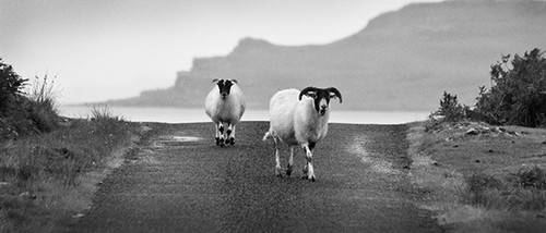 Mull Sheep