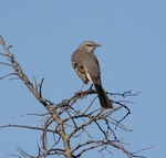 Northern Mockingbird