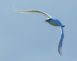 Red-tailed Tropicbird portfolio