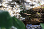 Palm Warbler & specular highlights, Corkscrew Swamp, Florida