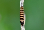 Cinnabar caterpillar