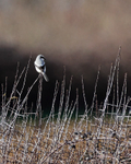 Great Grey Shrike at South Leigh, Oxfordshire
