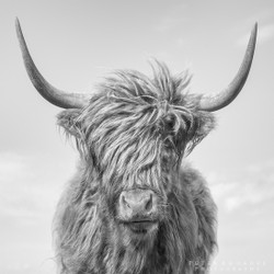 Highland Cow 02