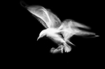 Herring gull