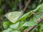Large White