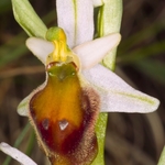 Hornet Ophrys (Ophrys crabronifera  also known as Ophrys argolica subsp crabronifera)