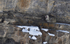 Snow Leopard