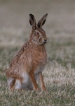 Brown Hare